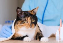 Praziquantel for Cats: Uses, Safety, Dosage, Side Effects