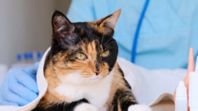 Praziquantel for Cats: Uses, Safety, Dosage, Side Effects