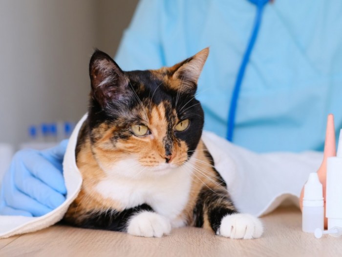 Praziquantel for Cats: Uses, Safety, Dosage, Side Effects