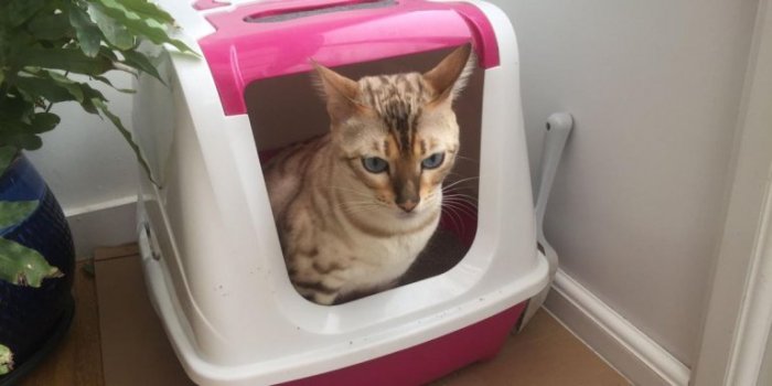 Miralax For Cats: Dosage, Proper Use, And Precautions