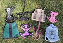 Discover The Best Cat Harness: Essential Tips For Safe Outdoor Adventures