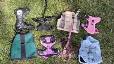 Discover The Best Cat Harness: Essential Tips For Safe Outdoor Adventures