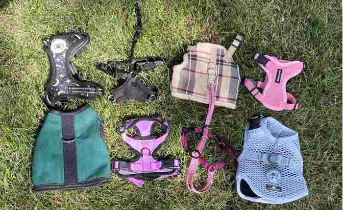 Discover The Best Cat Harness: Essential Tips For Safe Outdoor Adventures