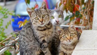 Unscented And Ultra-Effective: World's Best Cat Litter For Multiple ...