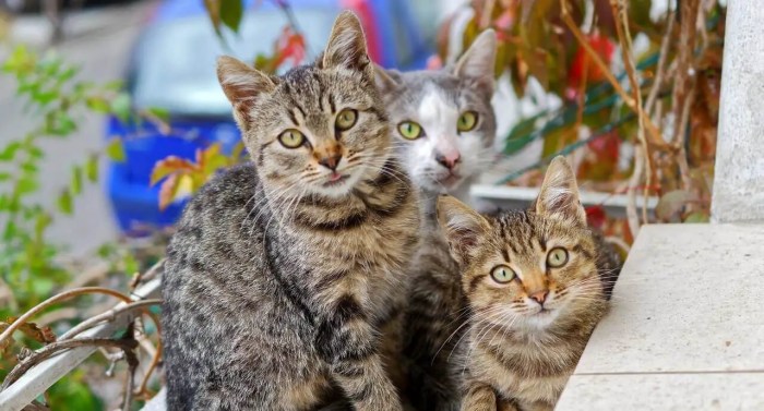 Unscented And Ultra-Effective: World's Best Cat Litter For Multiple ...