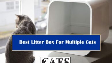 Multiple cats litter