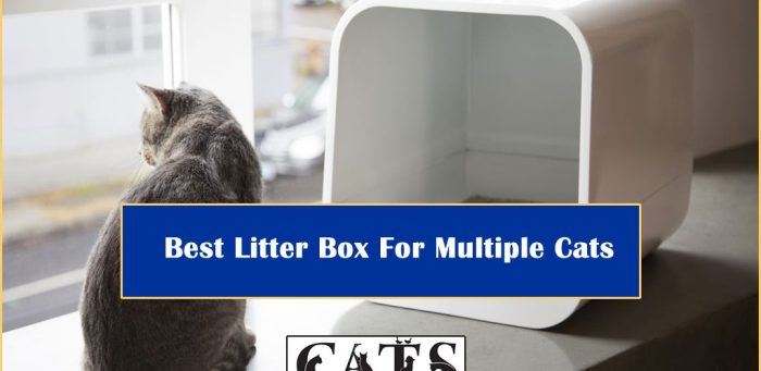 Multiple cats litter