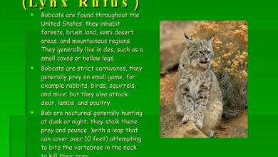 Bobcat pets