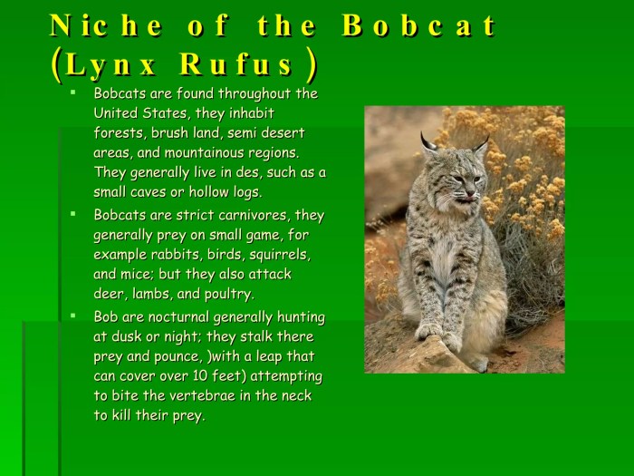 Bobcat pets