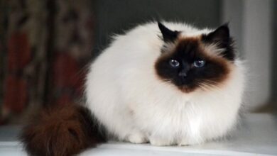 Birman Cat - Facts, Pictures, Characteristics, Diet, Behavior ...