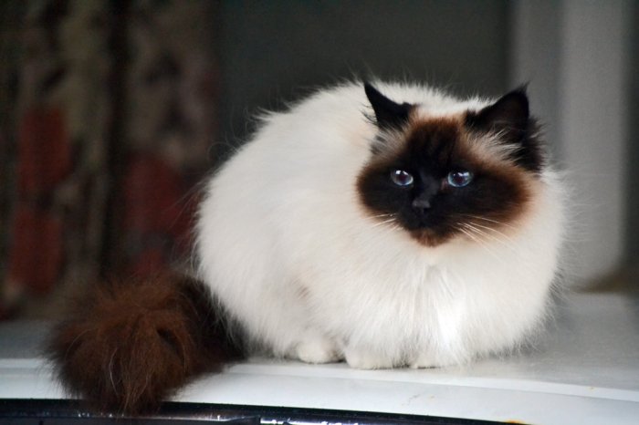 Birman Cat - Facts, Pictures, Characteristics, Diet, Behavior ...