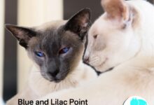 Lilac point siamese everything you need to know about lilac point ...