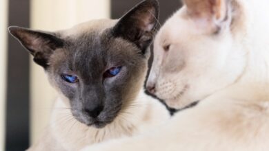 Lilac point siamese everything you need to know about lilac point ...