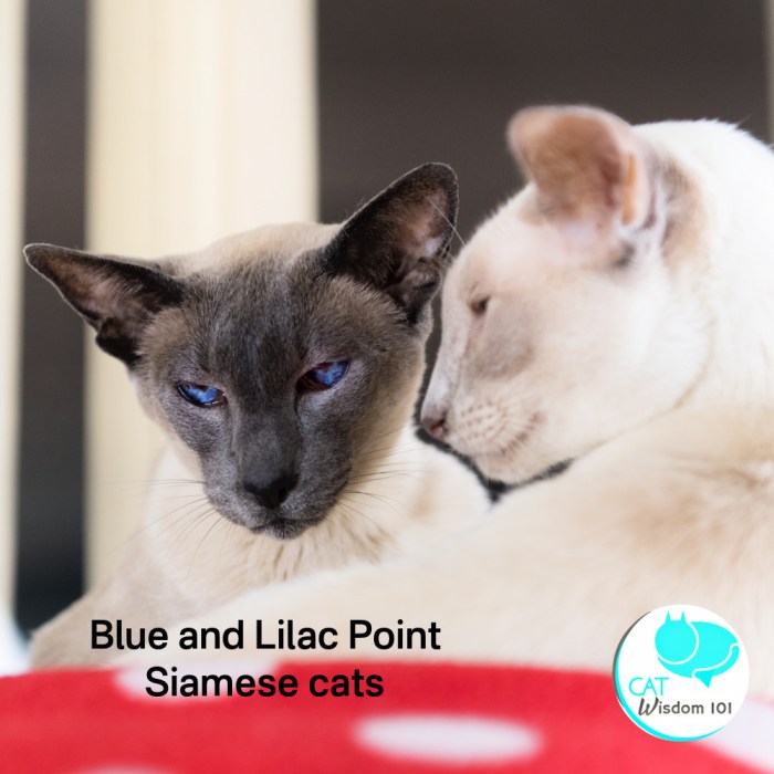 Lilac point siamese everything you need to know about lilac point ...