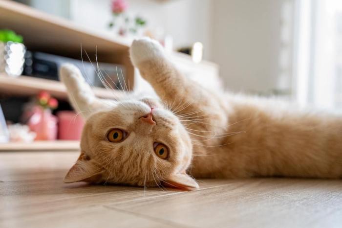 Why Do Cats Like Bleach? - Cats.com