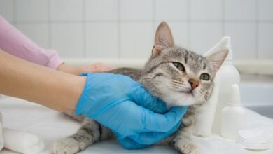 The True Cost of Cat Care: Vaccinations and Neutering Explained