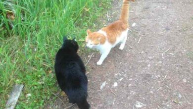 When Your Cat's Tail Shakes, Here's What it Really Means