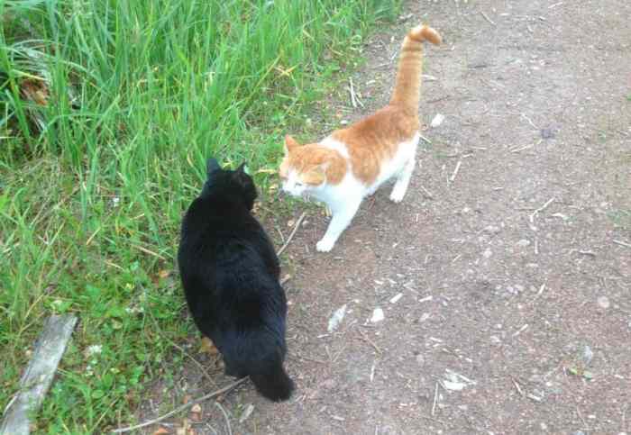 When Your Cat's Tail Shakes, Here's What it Really Means