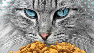 Can Cats Eat Almonds? What Happens When Cats Eat Almonds