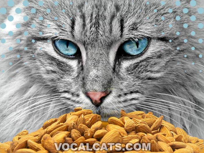 Can Cats Eat Almonds? What Happens When Cats Eat Almonds
