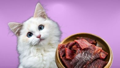 Can Cats Eat Beef Jerky? - My British Shorthair Cat - Adoption And Cat ...