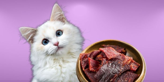 Can Cats Eat Beef Jerky? - My British Shorthair Cat - Adoption And Cat ...