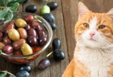 Can Cats Eat Green Olives? Risks, Benefits, and Safe Feeding Tips