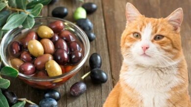 Can Cats Eat Green Olives? Risks, Benefits, and Safe Feeding Tips