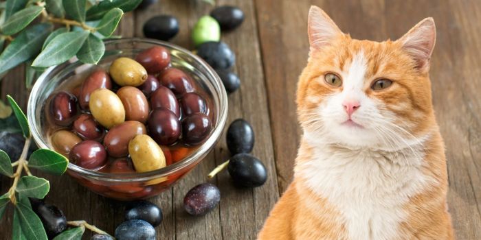 Can Cats Eat Green Olives? Risks, Benefits, and Safe Feeding Tips