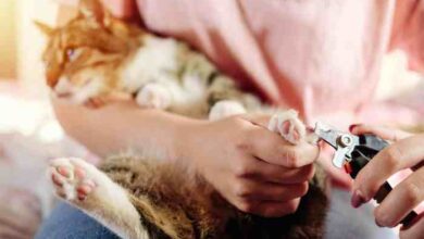 Why kittens are born with claws and why cats need them – Michael Broad