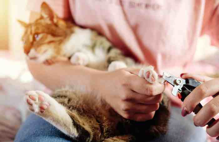 Why kittens are born with claws and why cats need them – Michael Broad