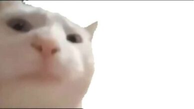Why Is My Cat Bobbing His Head? 8 Reasons for This Behavior ...