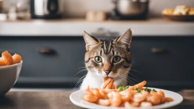 Can My Cat Eat Shrimp? | Purrpetrators