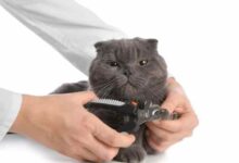 Cat Ingrown Nail – Causes, Treatment and Prevention
