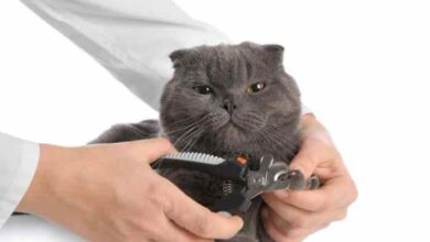 Cat Ingrown Nail – Causes, Treatment and Prevention