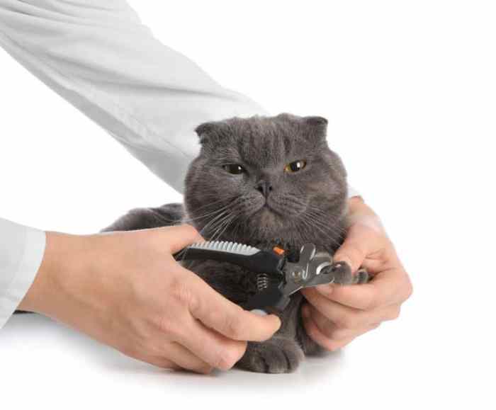 Cat Ingrown Nail – Causes, Treatment and Prevention