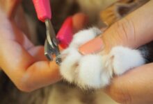 10 Best Cat Nail Clippers - I Love My Sweet Cats