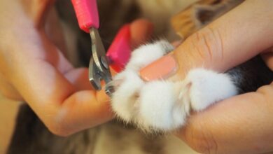 10 Best Cat Nail Clippers - I Love My Sweet Cats