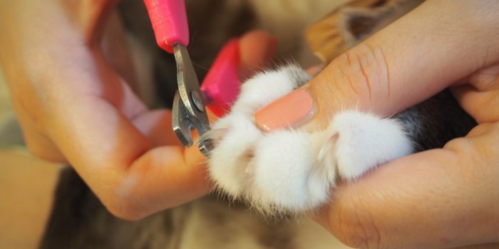 10 Best Cat Nail Clippers - I Love My Sweet Cats