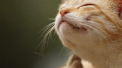 Can Cats Get Hiccups? Here’s What You Need To Know - Cats.com