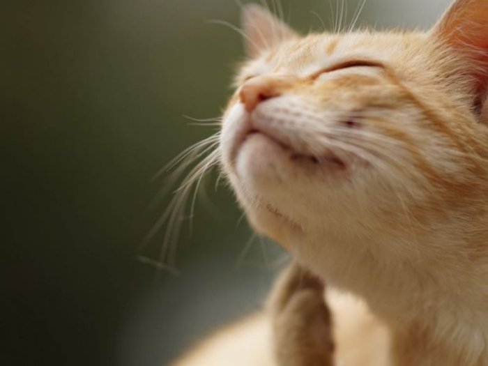 Can Cats Get Hiccups? Here’s What You Need To Know - Cats.com