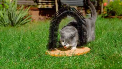 What Do Cat Tail Movements Mean? A Quick Guide To Feline Behavior
