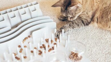 6 Best Inexpensive Cat Litters