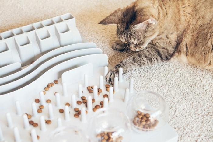 6 Best Inexpensive Cat Litters