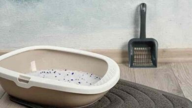 Low dust cat litter