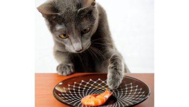 Can Cats Eat Shrimp? Is This Something She Should Skimp?