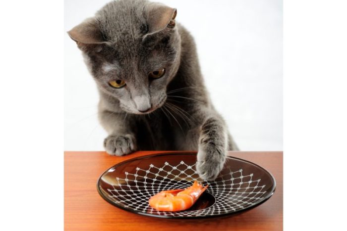 Can Cats Eat Shrimp? Is This Something She Should Skimp?