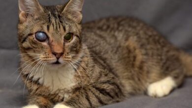 Brown lesion on cat iris - ? Melanosis or melanoma features : r/vet