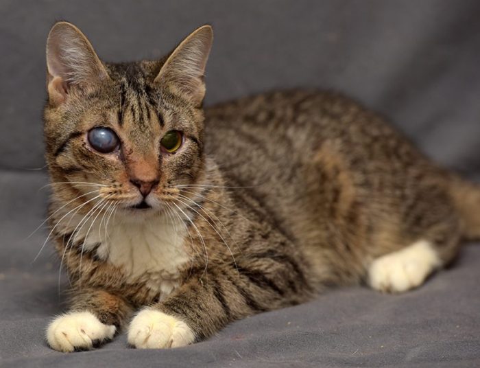 Brown lesion on cat iris - ? Melanosis or melanoma features : r/vet