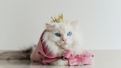 130+ Cat Names that Mean Cat!